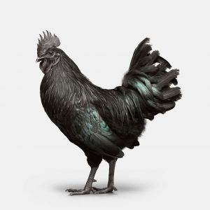 Ayam_Rooster_02_VF-Adjusted