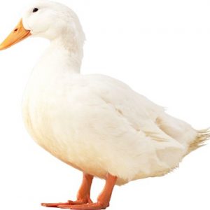 Duck 23 – [Allpng.ir]