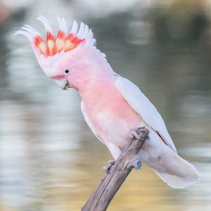 Major-Mitchells-Cockatoo-inka