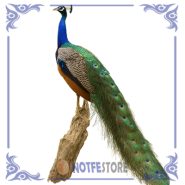 تخم نطفه دار طاووس سبز هندی