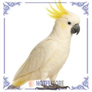 تخم نطفه دار طوطی کاکادو