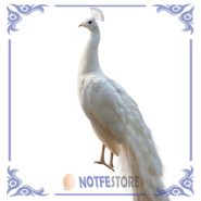 طاووس سفید هندی