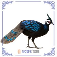 تخم نطفه دار قرقاول طاووسی