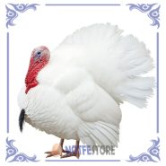 تخم نطفه دار بوقلمون بیوتی