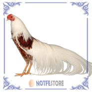 تخم نطفه دار مرغ یوکوهاما