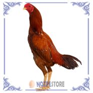 تخم نطفه دار مرغ لاری افغان