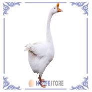 تخم نطفه دار قوغاز