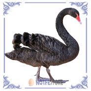 تخم نطفه دار قوی سیاه