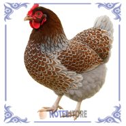 تخم نطفه دار مرغ ویندوت