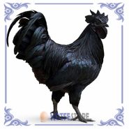 تخم نطفه دار مرغ ایام سمانی