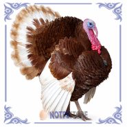 تخم نطفه دار بوقلمون بوربون