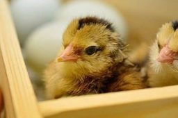 chicken-incubation-min-750×319