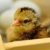 chicken-incubation-min-750×319