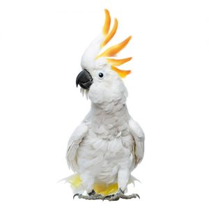 farjadco-500-parrot8