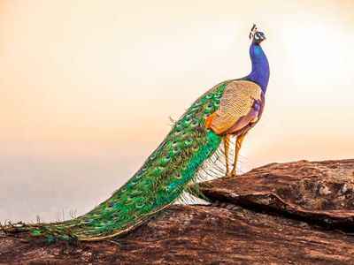 تخم طاووس سبز