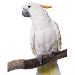 کاکادو-ملوکان