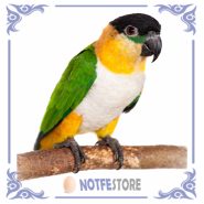 تخم نطفه دار طوطی کایک سر سیاه