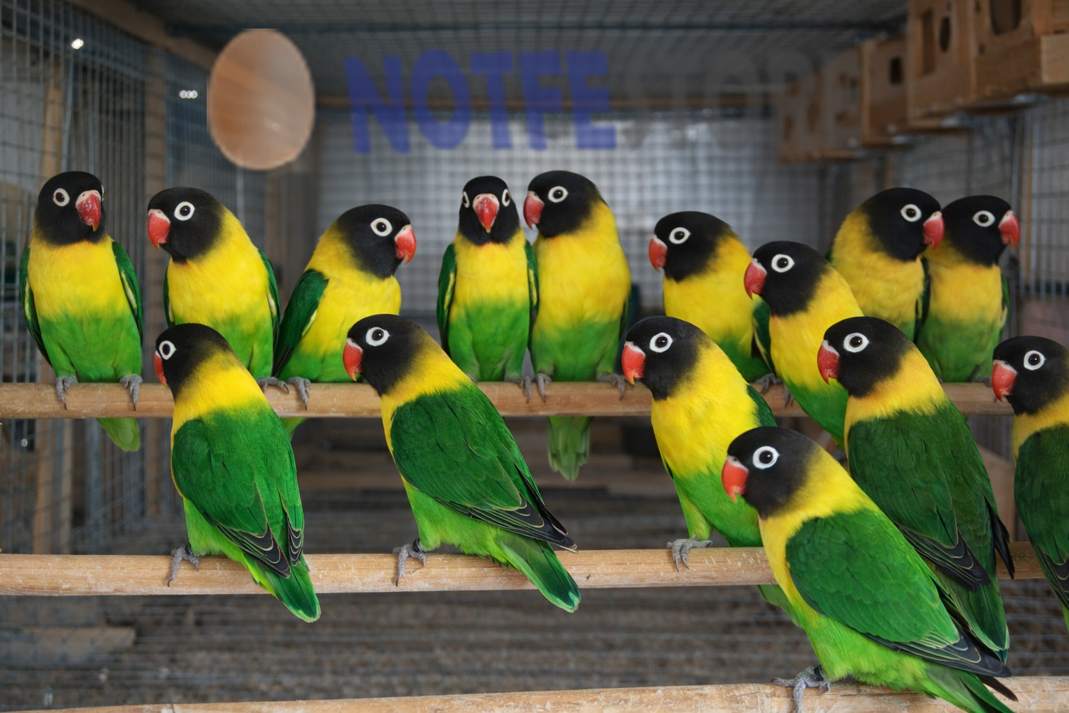 تخم نطفه دار طوطی برزیلی نقابدار