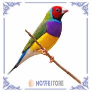 تخم نطفه دار طوطی فنچ گلدین