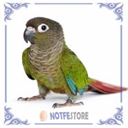 تخم نطفه دار طوطی گرین چیک