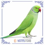 تخم نطفه دار طوطی ملنگو