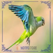 تخم نطفه دار طوطی راهب کواکر