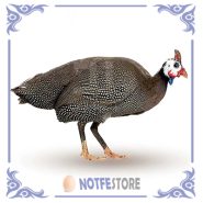 تخم نطفه دار مرغ شاخدار