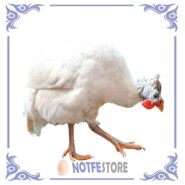 تخم نطفه دار مرغ شاخدار سفید