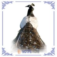 تخم نطفه دار طاووس ابلق