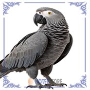 تخم نطفه دار طوطی کاسکو