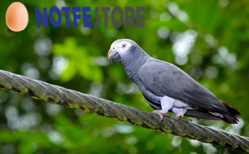 تخم نطفه دار طوطی کاسکو