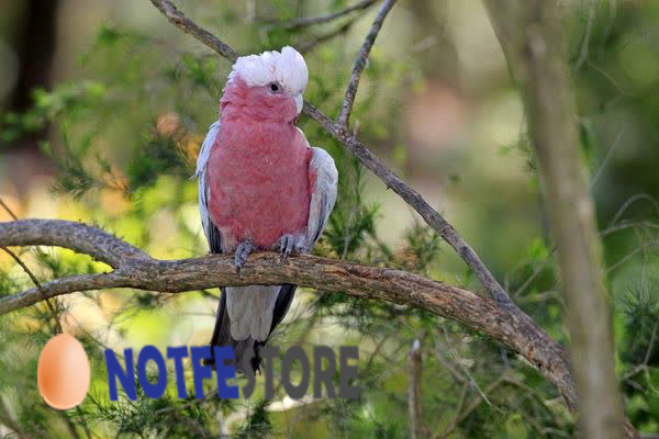 تخم نطفه دار طوطی کاکادو گالا رز